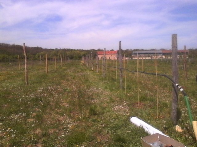 8_Plantation_vigne